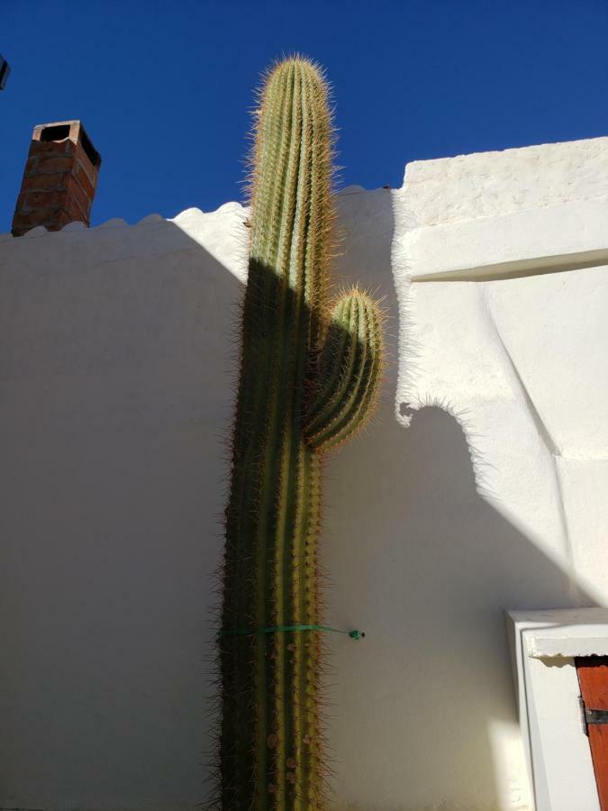 Hotel Casa Cactus Cafayate Exteriér fotografie